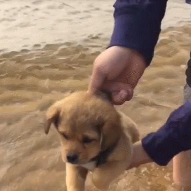 从尾巴看土狗凶不凶，狗子一生会认几个主人