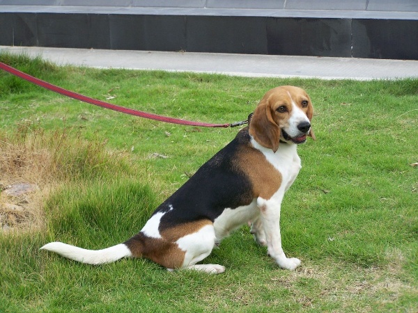 最不建议养的五种狗 不适合家庭饲养的犬种