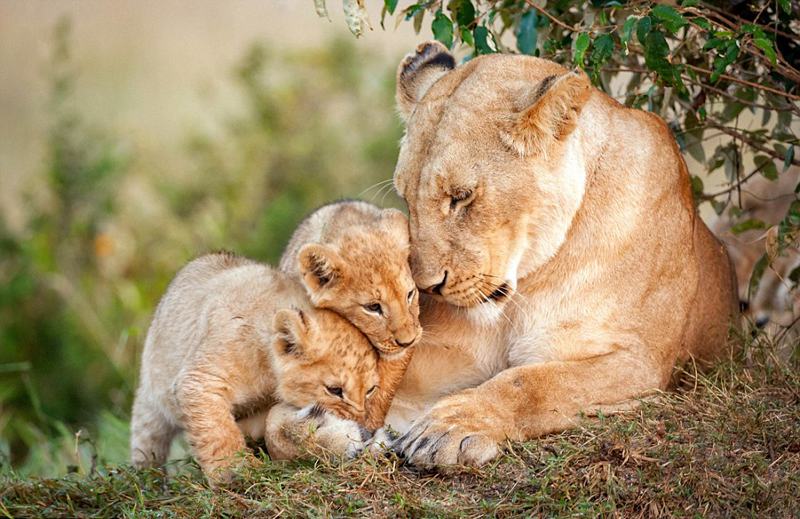 为什么父爱比不过母爱，为什么动物只有母爱没有父爱