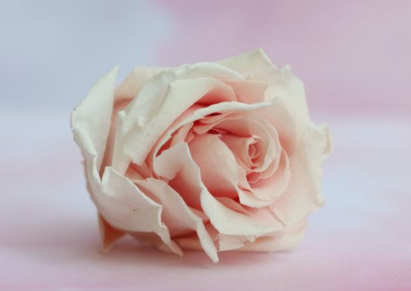 怎么样算正式谈恋爱,谈恋爱该不该正式表白