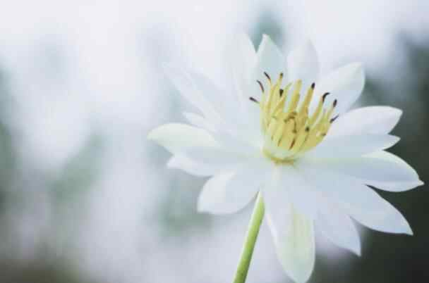 怎么样算正式谈恋爱,谈恋爱该不该正式表白