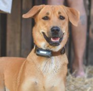 土狗寿命一般多少年,怎样判断狗对你有感情