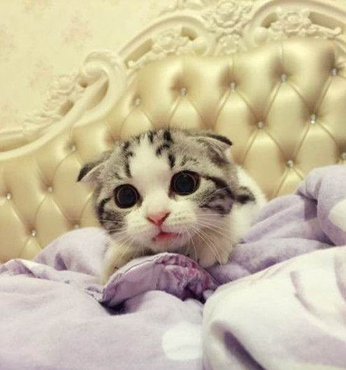 猫猫能听懂的三句话，猫咪喜欢睡在主人旁边表示什么