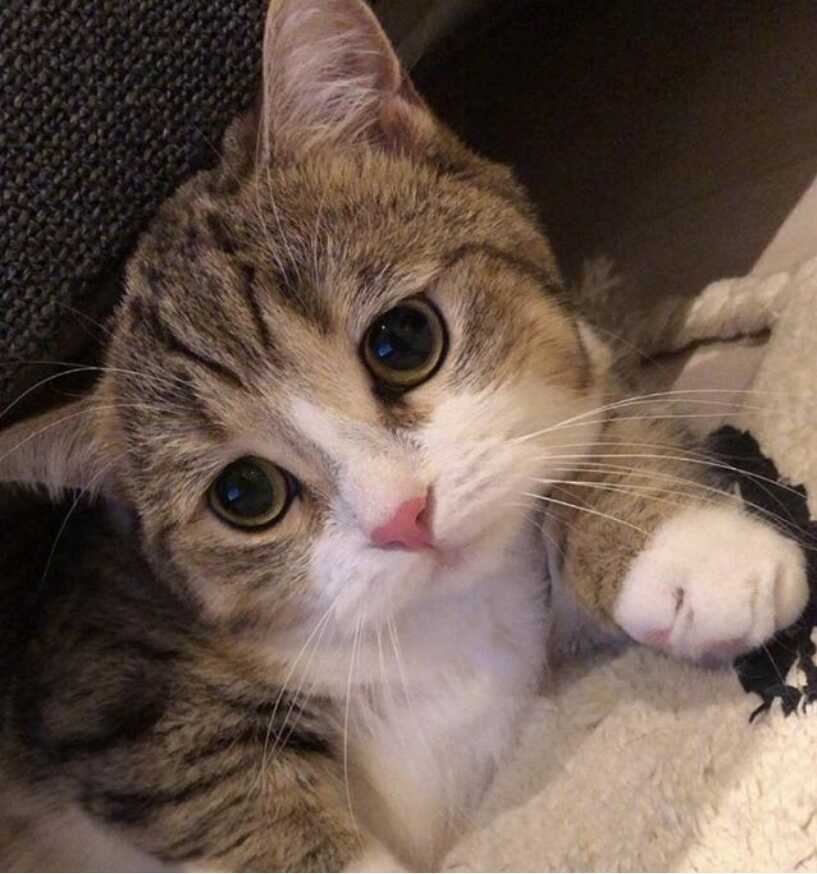 猫猫能听懂的三句话，猫咪喜欢睡在主人旁边表示什么