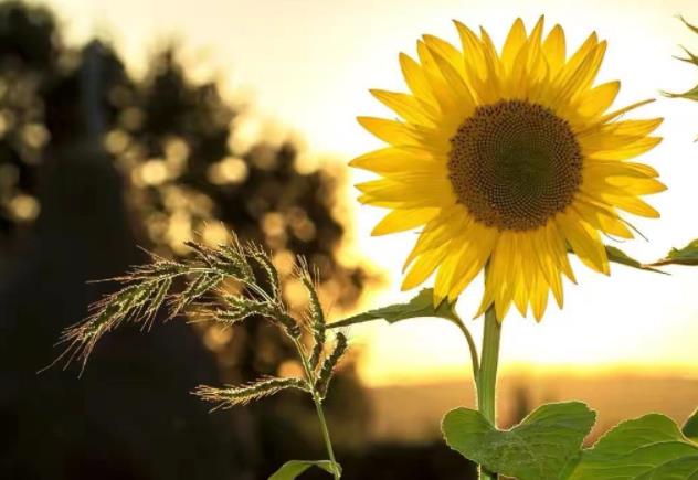 回避型真正不爱的表现，回避性格的人真的不会主动联系吗