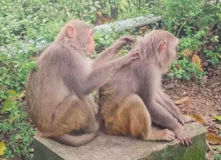 猴子为什么喜欢看女人，猴子为什么喜欢捉虱子