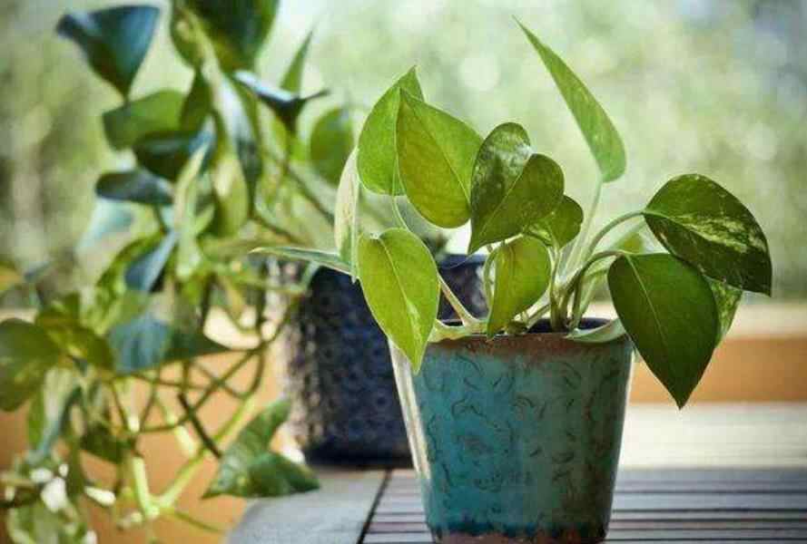 家里养花不能超过几盆，家里养花超过7盆有啥讲究