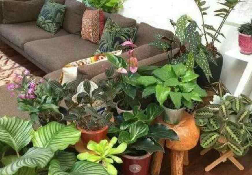 家里养花不能超过几盆，家里养花超过7盆有啥讲究