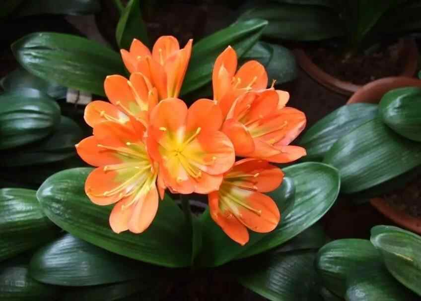 阴性花卉有哪些品种,万年青属于什么花卉