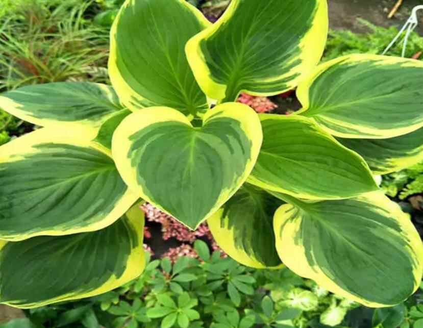 阴性花卉有哪些品种,万年青属于什么花卉