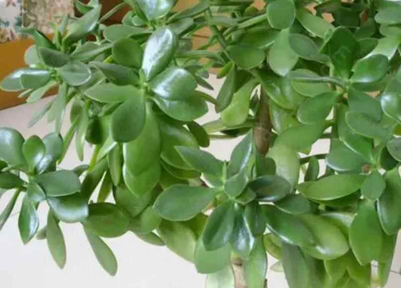 阴性花卉有哪些品种,万年青属于什么花卉