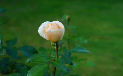 男人不上进这样的婚姻还要继续吗，男人不上进的六大特征