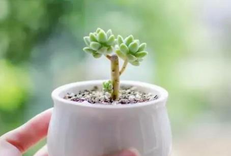 玻璃心是什么意思啊,玻璃心的人如何变得强大