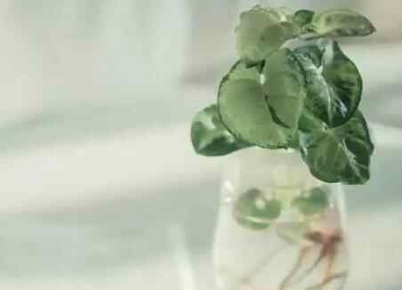 玻璃心是什么意思啊,玻璃心的人如何变得强大