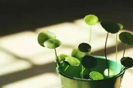 玻璃心是什么意思啊,玻璃心的人如何变得强大