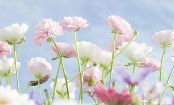 嘴笨熟记4句话,嘴笨的人记住三句口诀