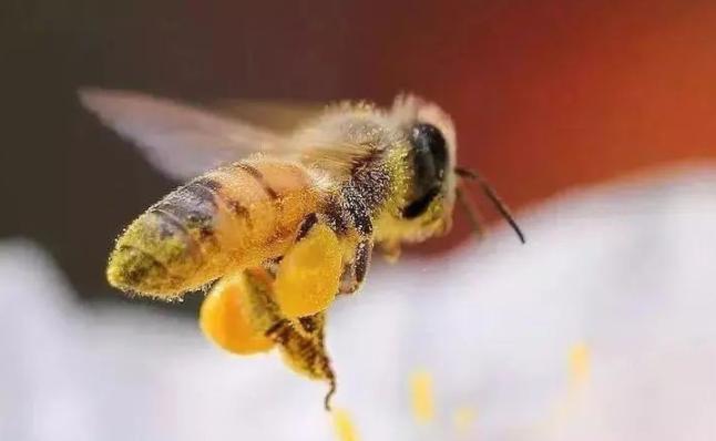 蜜蜂缠人是什么预兆，蜜蜂落身上预示什么