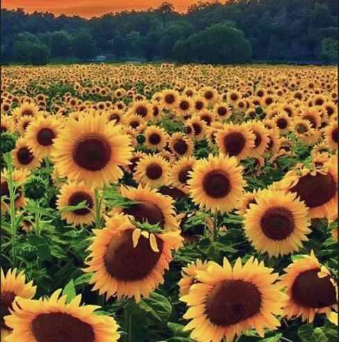 爱情里细节重要吗，在爱情里细节有多重要