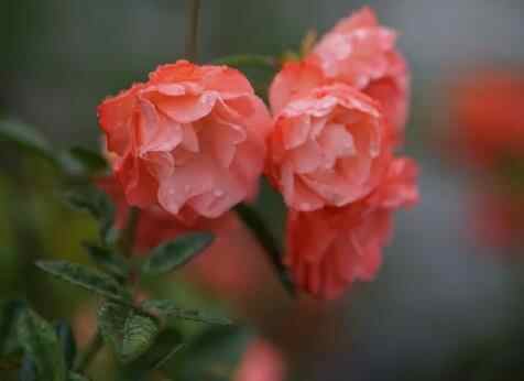 男朋友要分手的预兆，男女分手有什么预兆