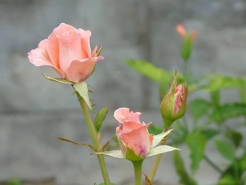 男女恋爱的几个时期，情侣要经过的几个阶段