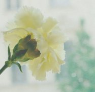 如何在感情里提升自己，怎么提升自己在感情上的心态
