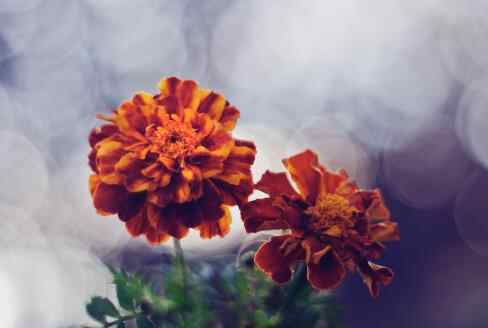 什么叫凤凰男和孔雀女，凤凰男的三个典型心理