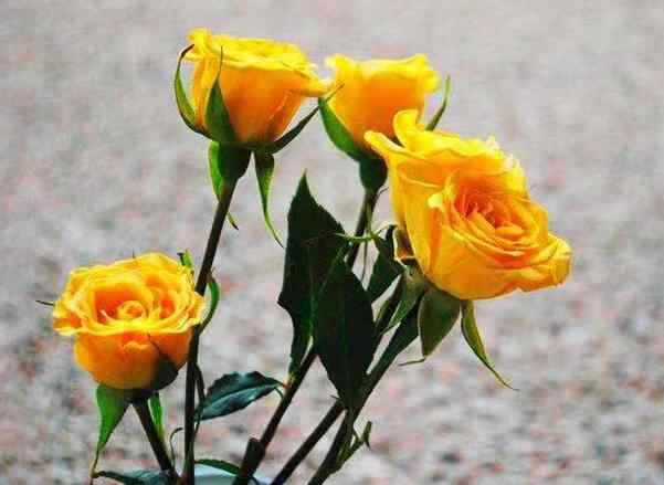 什么叫凤凰男和孔雀女，凤凰男的三个典型心理