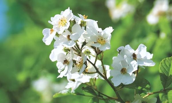 父母晚年不幸福的原因，为什么子女越多父母晚年更凄苦