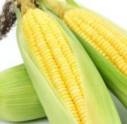 晚上只吃玉米能减肥吗，晚上只吃玉米恢复饮食后会反弹吗