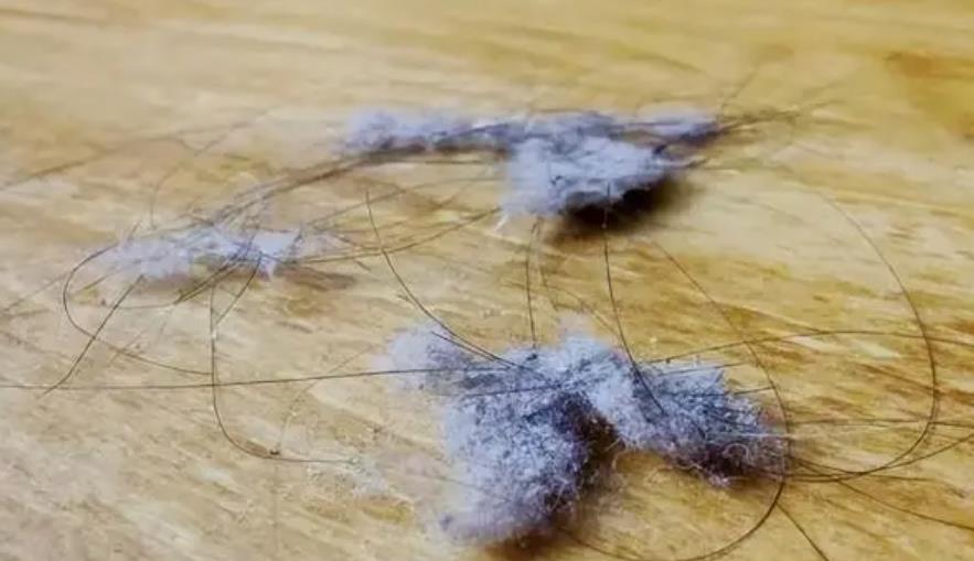 为什么天天打扫家里还是有毛絮,家里都是毛絮怎么办