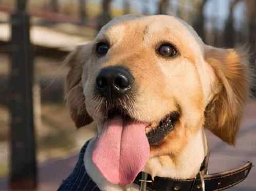 小狗的笑脸真的是因为开心吗，笑脸是狗狗有意识做出来的吗