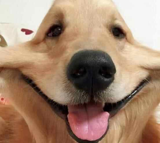 小狗的笑脸真的是因为开心吗，笑脸是狗狗有意识做出来的吗