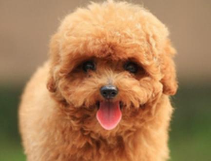 贵宾和泰迪的区别,贵宾犬的优点和缺点