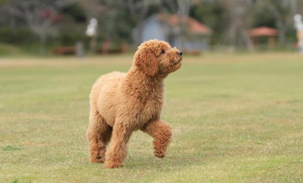 贵宾和泰迪的区别,贵宾犬的优点和缺点