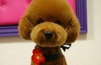 贵宾和泰迪的区别,贵宾犬的优点和缺点