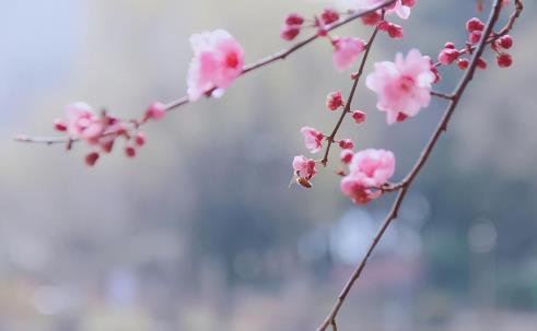 梦见你的人其实也在想你吗，梦是反的吗还是预兆