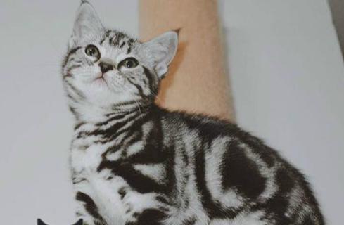 猫跟着你走是什么兆头，猫半夜叫预示什么意思