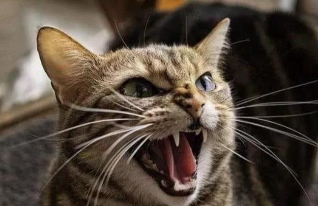 猫跟着你走是什么兆头，猫半夜叫预示什么意思