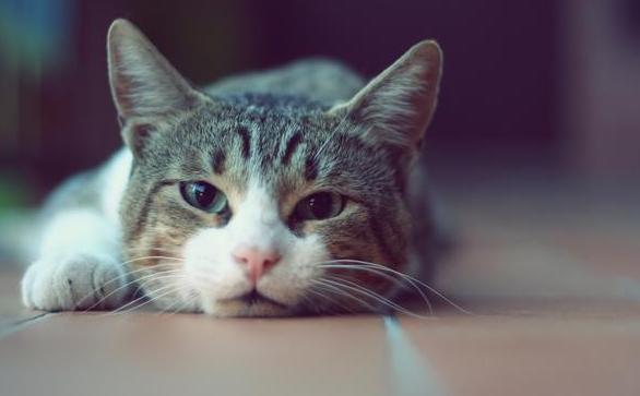 猫和人的缘分是注定的吗，为什么养猫镇宅
