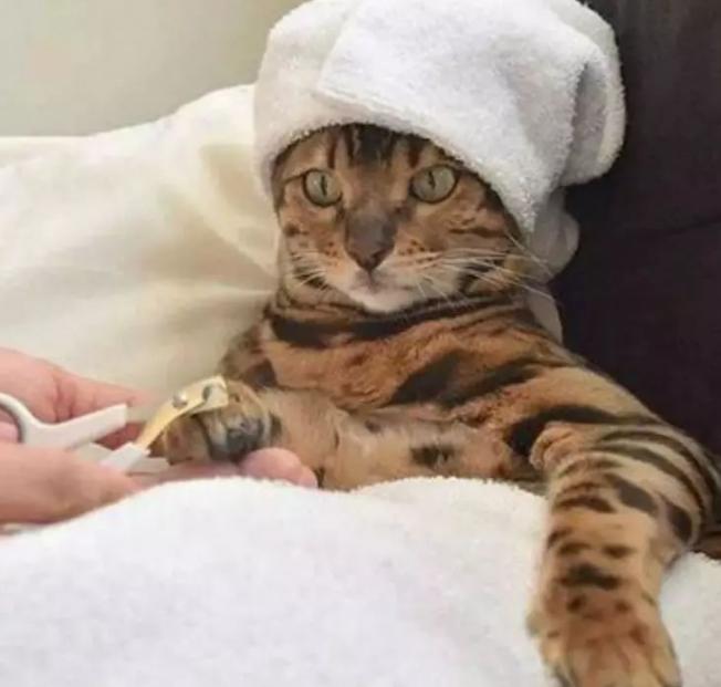 猫和人的缘分是注定的吗，为什么养猫镇宅
