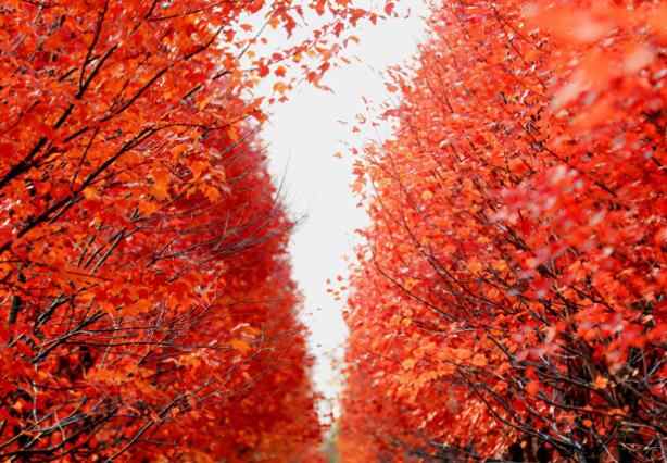 男人送你枫叶代表什么,红枫叶在爱情中代表什么意思