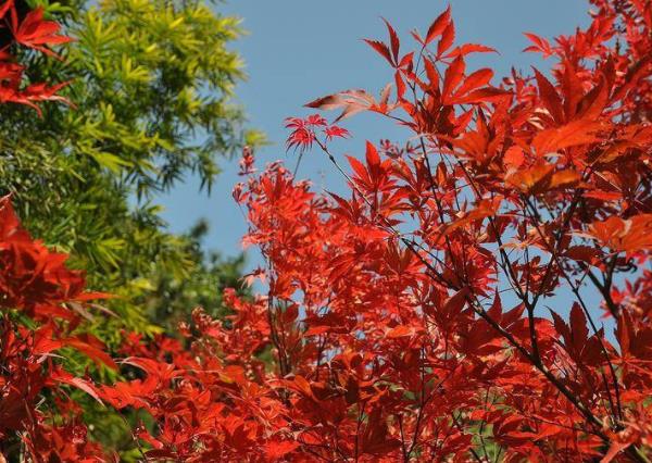 男人送你枫叶代表什么,红枫叶在爱情中代表什么意思