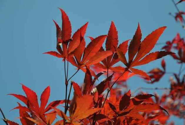 男人送你枫叶代表什么,红枫叶在爱情中代表什么意思