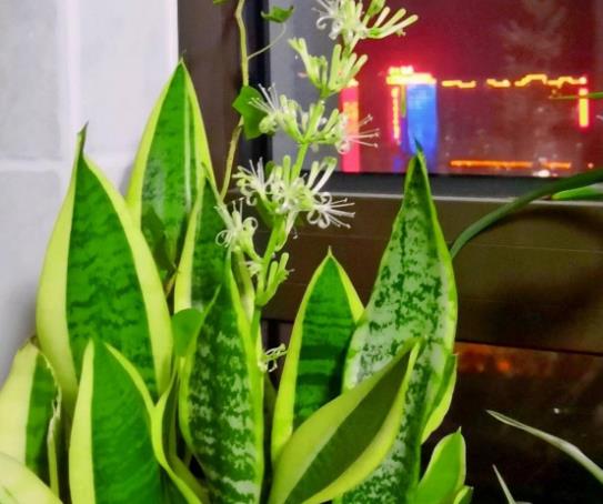 卫生间放什么植物吸湿去异味，3种植物去除厕所异味