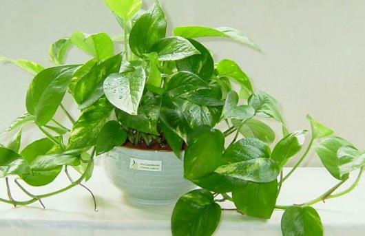 卫生间放什么植物吸湿去异味，3种植物去除厕所异味