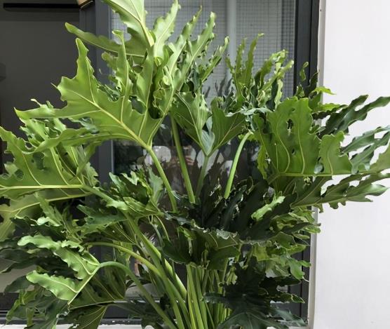 卫生间放什么植物吸湿去异味，3种植物去除厕所异味