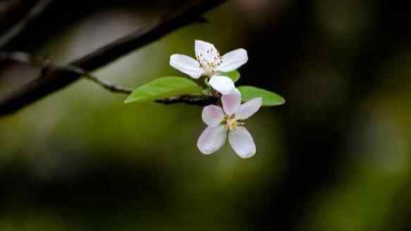 男人嗓门大是什么品行,天生嗓门大的男人的特点
