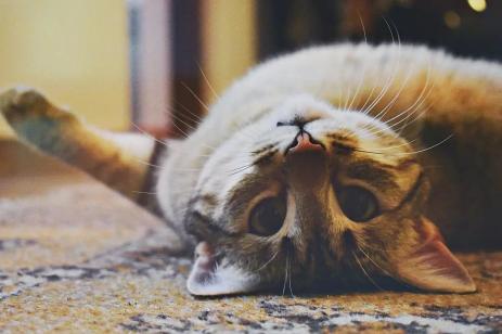 第一次养宠物养猫好还是养狗好，女孩子养猫好一点还是养狗好一点
