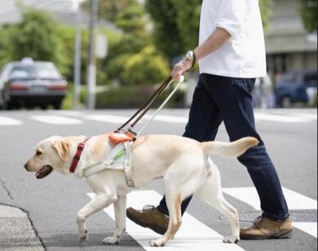 导盲犬多少钱一只，导盲犬是怎么知道主人去的地方