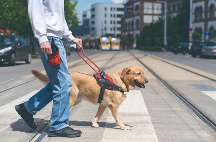 导盲犬多少钱一只，导盲犬是怎么知道主人去的地方